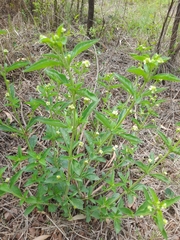 Lippia javanica