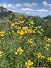 Helichrysum aureum