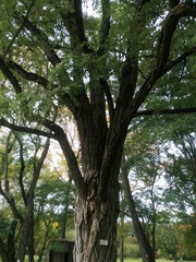 Robinia hispida fertilis