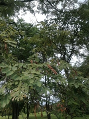 Robinia hispida fertilis