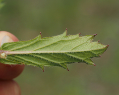 Verbena rigida
