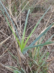 Albuca setosa