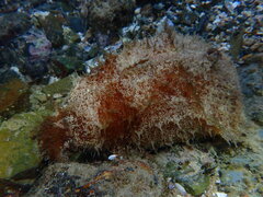 Dolabella auricularia