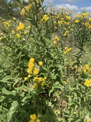 Helichrysum aureum