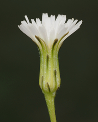 Hypochaeris albiflora