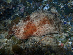 Dolabella auricularia