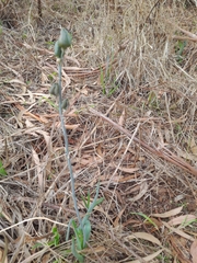 Albuca setosa