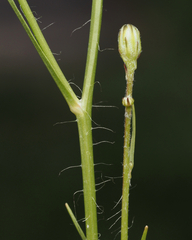 Hypochaeris albiflora