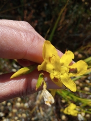 Moraea ramosissima