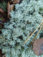 Cladonia arbuscula