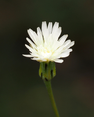 Hypochaeris albiflora