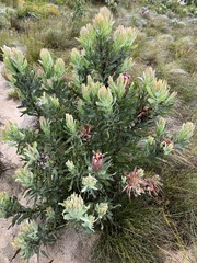 Protea neriifolia