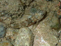 Bathygobius cocosensis