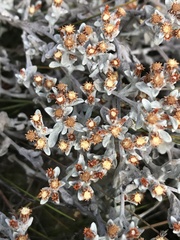 Helichrysum tinctum
