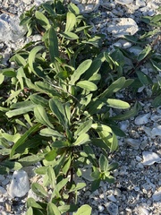 Oenothera drummondii