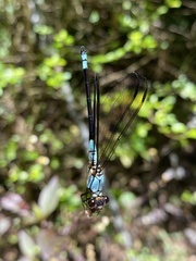 Diphlebia euphoeoides