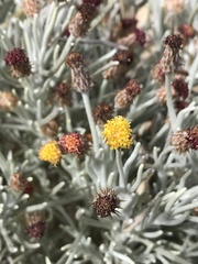 Syncarpha gnaphaloides