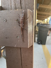 Anisomorpha buprestoides