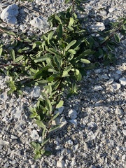 Oenothera drummondii