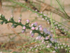 Tamarix ericoides