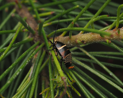 Ellipsidion australe