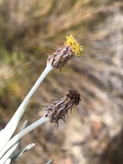 Syncarpha gnaphaloides