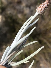 Syncarpha gnaphaloides