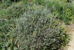 Teucrium fruticans
