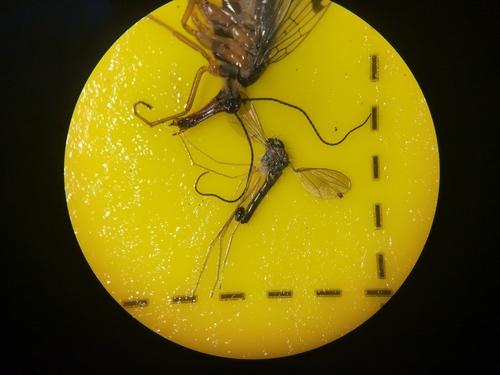 Sciapus platypterus, 9261 Eastermar, Netherlands, photo 10 of 10