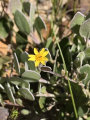 Osteospermum pyrifolium