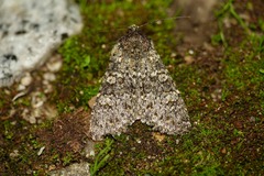 Polymixis flavicincta