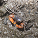 Orange Signaller Crab - Photo (c) Ria Tan, some rights reserved (CC BY-NC-ND)