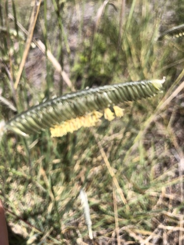 Harpochloa falx (L.f.) Kuntze