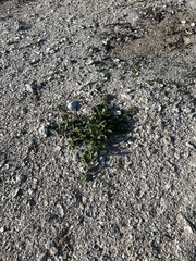 Oenothera drummondii