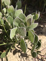 Osteospermum pyrifolium