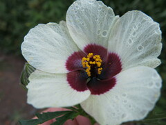 Hibiscus trionum