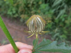 Hibiscus trionum