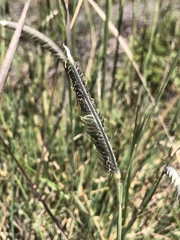 Harpochloa falx