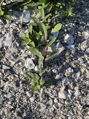 Oenothera drummondii