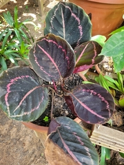 Goeppertia roseopicta