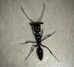 Odontomachus haematodus