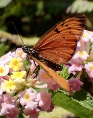 Acraea zitja