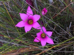 Romulea cruciata