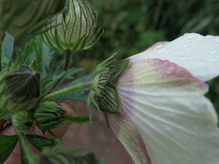 Hibiscus trionum