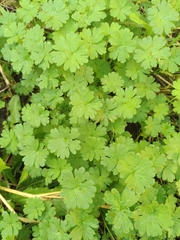 Geranium pusillum