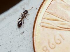 Temnothorax schaumii