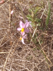 Cyanella hyacinthoides