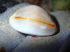 Monetaria annulus