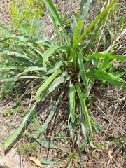 Drimia elata
