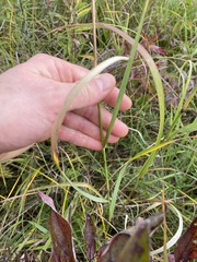Panicum virgatum